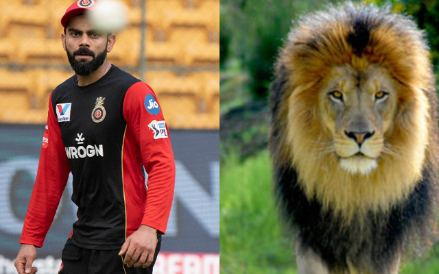 Virat Kohli and Lion.