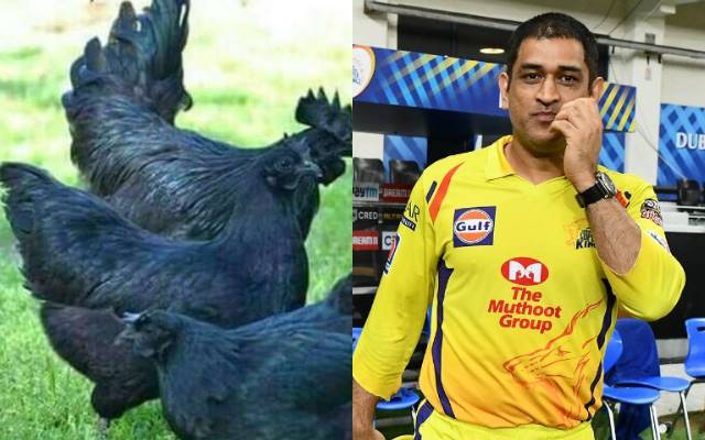 MS Dhoni