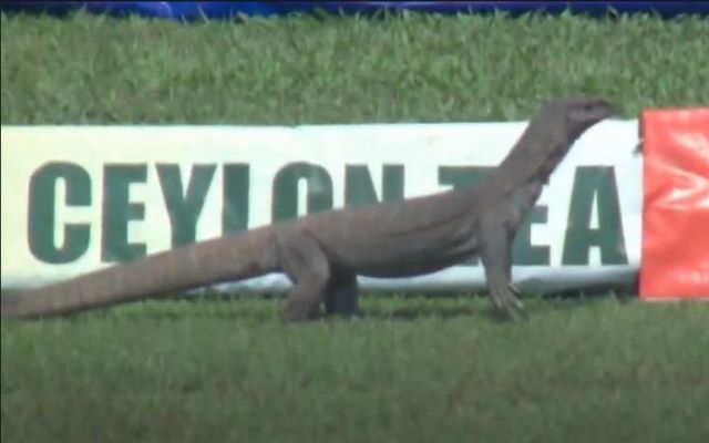 Lizard at Galle