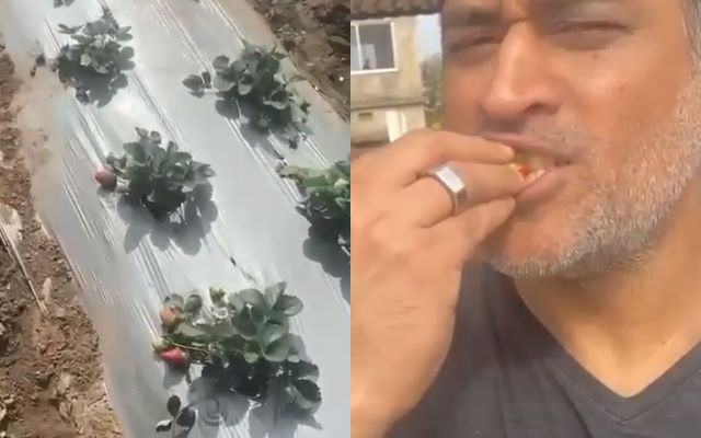 MS Dhoni