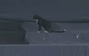 Cat in stadium